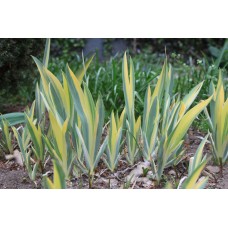 Kosaciec blady (Iris pallida) Albovariegata