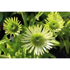 Jeżówka mieszańcowa (Echinacea hybrida) Green Jewel