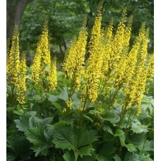 Języczka strzelista (Ligularia stenocephala) The Rocket