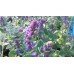 Kocimiętka (Nepeta) Purple Haze