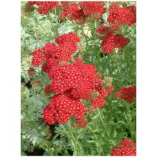 Krwawnik pospolity (Achillea millefolium) Red Velvet