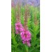 Krwawnica pospolita (Lythrum salicaria) Robin