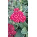 Krwawnik pospolity (Achillea millefolium) Red Velvet