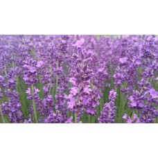 Lawenda wąskolistna (Lavandula angustifolia) Hidcote