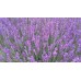 Lawenda wąskolistna (Lavandula angustifolia) Hidcote