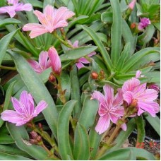 Lewizja długopłatkowa (Lewisia longipetala) Elise