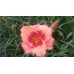 Liliowiec ogrodowy (Hemerocallis hybrida) Strawberry Candy