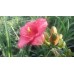 Liliowiec ogrodowy (Hemerocallis hybrida) Cosmopolitan