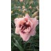 Liliowiec ogrodowy (Hemerocallis hybrida) Little Miss Manners