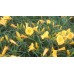 Liliowiec ogrodowy (Hemerocallis hybrida) Stella d'Oro
