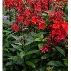 Lobelia speciosa (Lobelia wyniosła) Starship Scarlet