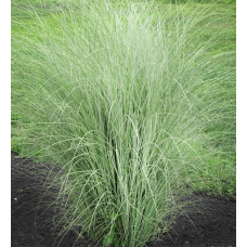 Miskant chiński (Miscanthus sinensis) Morning Light