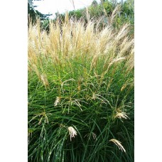 Miskant chiński (Miscanthus sinensis) Yaku Jima