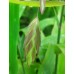 Obiedka szerokolistna (Chasmanthium latifolium)