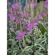 Odętka wirginijska (Physostegia virginiana) Variegata