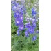 Ostróżka (Delphinium) Magic Fountain Dark Blue White Bee