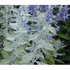 Perowskia łobodolistna (Perovskia atriplicifolia) Silvery Blue