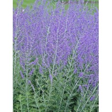 Perowskia łobodolistna (Perovskia atriplicifolia) Blue Spire