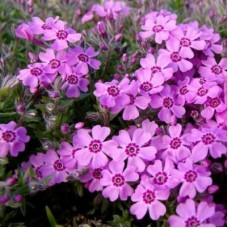 Płomyk/Floks szydlasty (Phlox subulata) Zwergenteppich