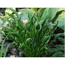 Funkia (Hosta hybrida) Praying Hands