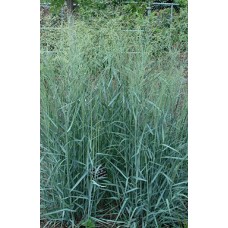 Proso rózgowate (Panicum virgatum) Prairie Sky