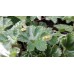 Przywrotnik ostroklapowy (Alchemilla mollis) Irish Silk