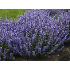 Kocimiętka (Nepeta x faassenii) Purrsian Blue