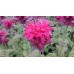Pysznogłówka dwoista (Monarda didyma) Fire Ball