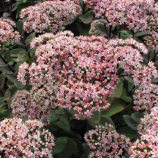 Rozchodnik wielki (Sedum telephium) Matrona