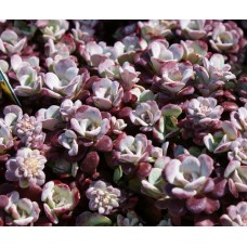 Rozchodnik łopatkowaty (Sedum spathulifolium) Purpureum