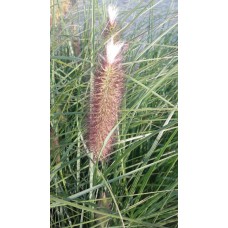 Rozplenica japońska (Pennisetum alopecuroides) Autumn Magic