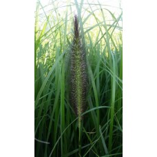 Rozplenica japońska (Pennisetum alopecuroides) Black Beauty