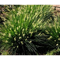 Rozplenica japońska (Pennisetum alopecuroides) Little Bunny