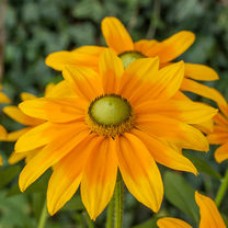 Rudbekia (Rudbeckia) Sophia Yellow