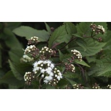 Sadziec pomarszczony (Eupatorium rugosum) Chocolate