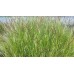 Sesleria jesienna (Sesleria autumnalis)
