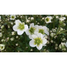 Skalnica Arendsa (Saxifraga x arendsii) Limerock