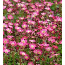 Skalnica Arendsa (Saxifraga x arendsii) Marto Rose