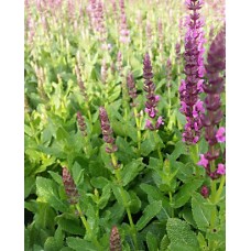 Szałwia omszona (Salvia nemorosa)  Sensation Compact Bright Rose