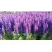 Szałwia omszona (Salvia nemorosa) Sensation Compact Deep Blue