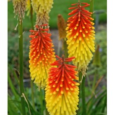 Trytoma (Kniphofia) Royal Standard