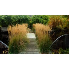 Trzcinnik ostrokwiatowy (Calamagrostis acutiflora) Karl Foerster