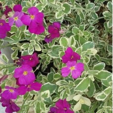 Żagwin (Aubrieta hybrida) Dr. Mules Variegated