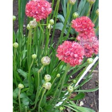 Zawciąg szerokolistny (Armeria pseudarmeria) Ballerina Red