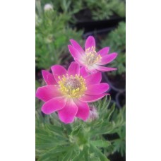 Zawilec wielosieczny (Anemone multifida) Annabella Deep Rose