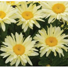 Złocień wspaniały (Leucanthemum x superbum) Banana Cream