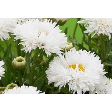 Złocień wspaniały (Leucanthemum x superbum) La Laspider