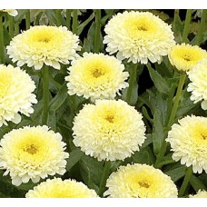 Złocień wspaniały (Leucanthemum x superbum) Luna