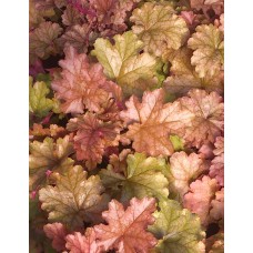 Żurawka (Heuchera hybrida) World Caffe Americano