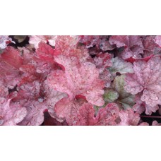 Żurawka (Heuchera hybrida) Berry Smothie